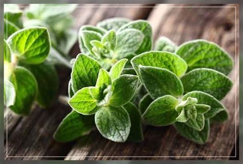 Oregano Leaves: Growing, Care, and Harvesting - AAAK