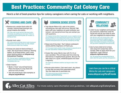 Best Practices: Community Cat Colony Care | Alley Cat Allies