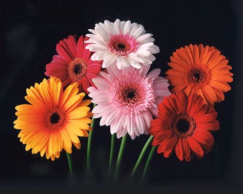 gerbera daisy color chart of 2012 | Beautiful flowers, Gerbera flower ...