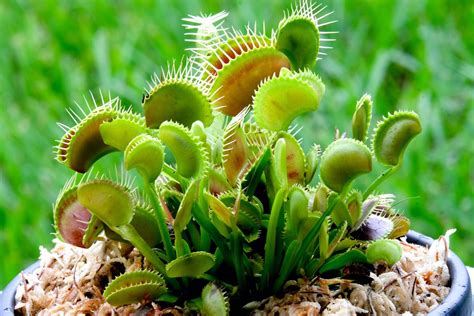 How To Grow & Care For A Venus Fly Trap | Horticulture.co.uk