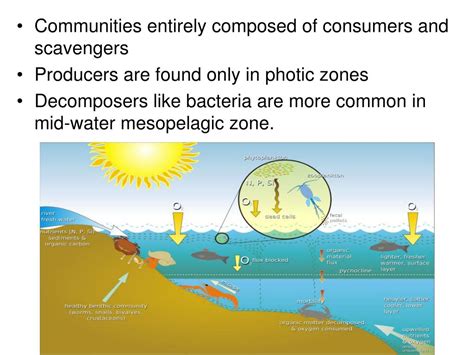 PPT - The Benthic Zone PowerPoint Presentation, free download - ID:4528632