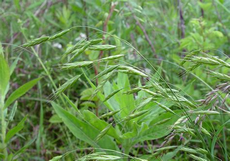 Bromus commutatus - Alchetron, The Free Social Encyclopedia