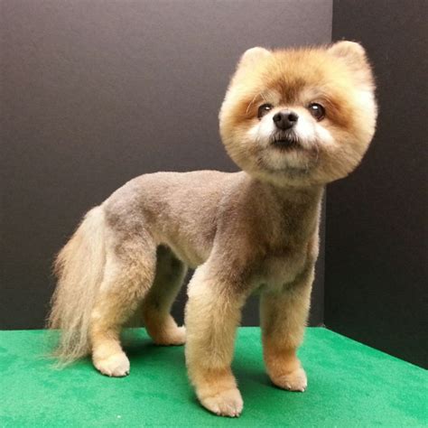 pomeranian haircut, pom grooming, Boo haircut | Dog grooming by Kristen ...