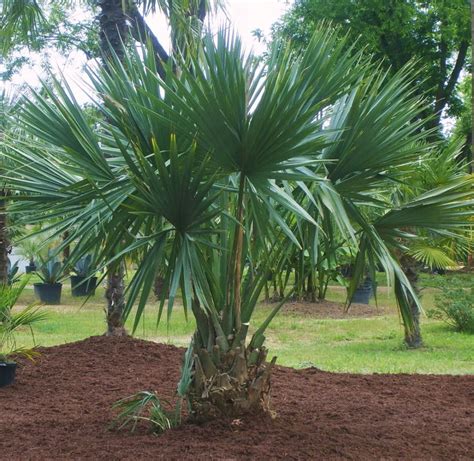 Sabal Palm – La Tejana Trees