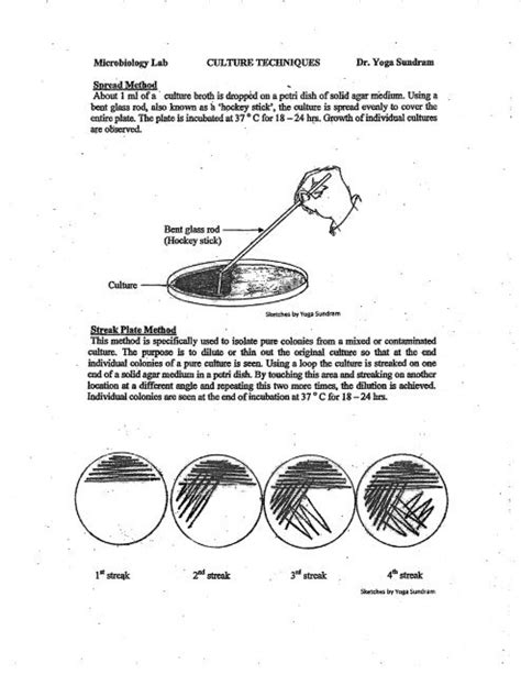 Microbiology Lab. Bacterial culture techniques