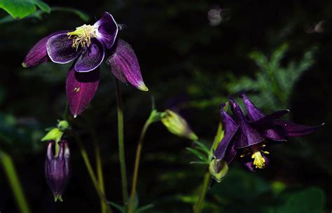 Flower Flowers Purple Color · Free photo on Pixabay