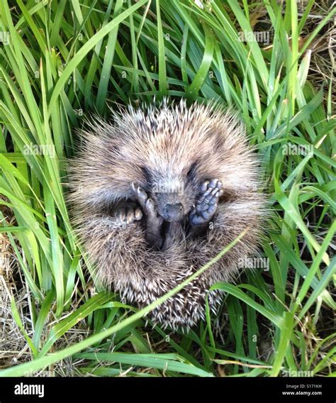 Hedgehog sleeping hi-res stock photography and images - Alamy