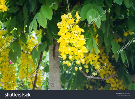 28,557 Cassia flowers Images, Stock Photos & Vectors | Shutterstock