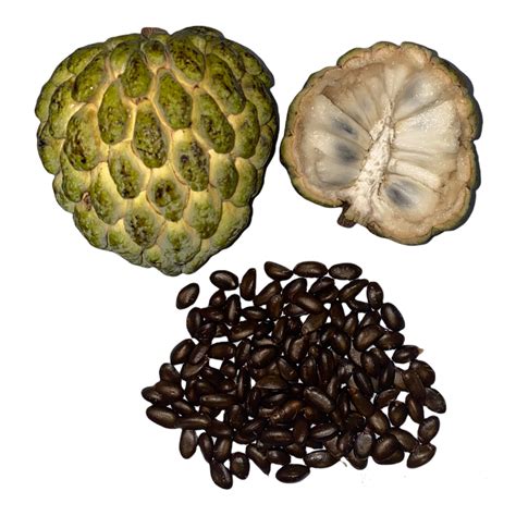 Sugar Apple Seeds – Fruit Hunters