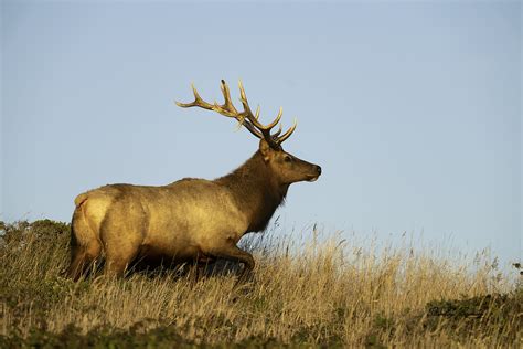 The Tule Elk | Fenceline Photos