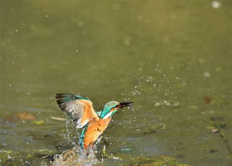 Kingfisher Bird Eating Food Stock Photos, Pictures & Royalty-Free Images - iStock