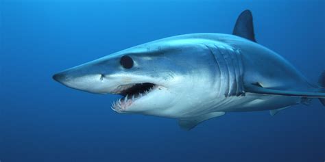 Real Information About the Mako Shark | Sharks of hungry shark evolution Wikia | Fandom powered ...