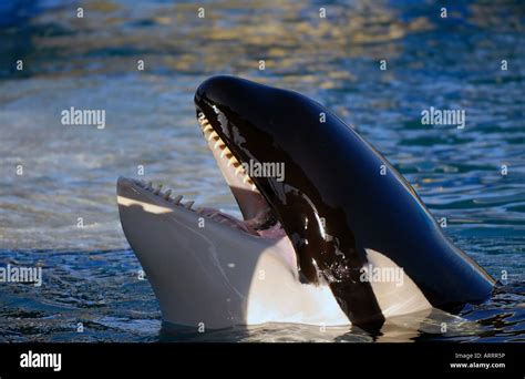 Orca jumping sea hi-res stock photography and images - Alamy