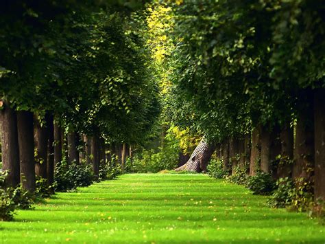 🔥 Free download Download Beautiful Green Garden Wallpaper Full HD Wallpapers [1600x1200] for ...