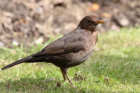 British Garden Birds photos and videos