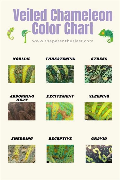 Veiled Chameleon Color Chart | Veiled chameleon, Chameleon color, Chameleon