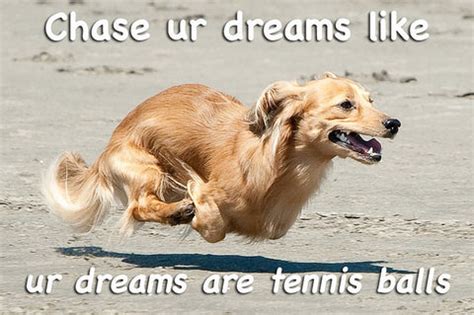 Dog Meme Monday | Dog Blog | Motivational Dog Meme | Funny Dog Meme ...