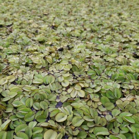 Salvinia Natans - Floating Watermoss - Pond from Pond Planet Ltd UK