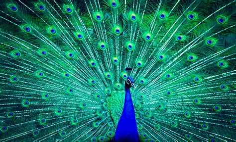 375x667 resolution | peacock painting HD wallpaper | Wallpaper Flare