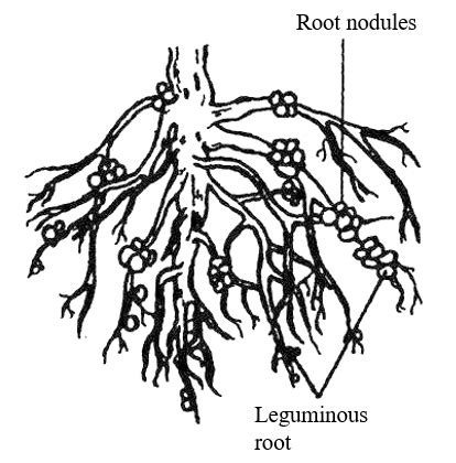 Nodules In Plants