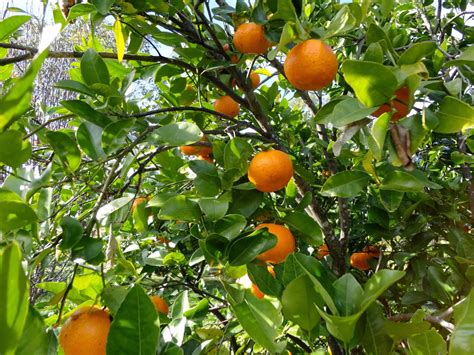 Reforestation and the Medicinal Uses of Trees -Liliana Usvat Research: Orange Tree