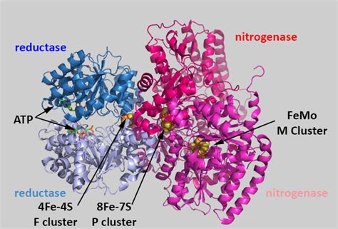 E2. The Structure of Nitrogenase - Chemistry LibreTexts