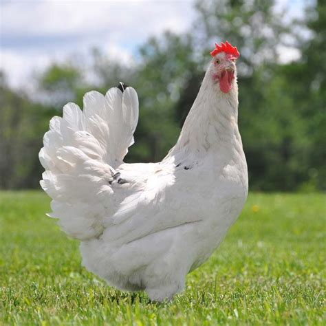 Fertile Chicken Eggs for Sale - Check Out & Get More Information