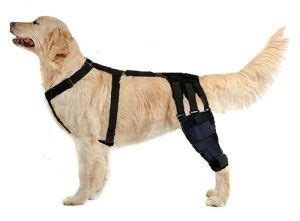 Diy Dog Acl Brace | Bruin Blog