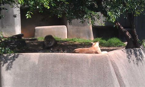 Images: Louisville Zoo animals