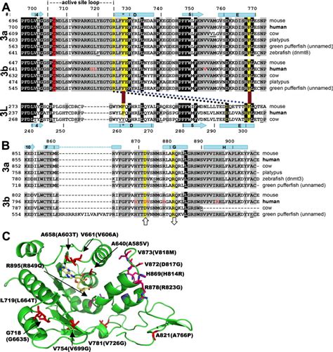 Mammalian DNA Methyltransferases: A Structural Perspective: Structure