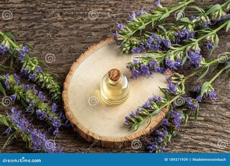 A Bottle of Hyssop Essential Oil with Blooming Hyssop Plant Stock Image - Image of hyssopus ...