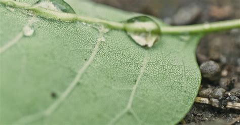 Green Leaf With Water Droplets · Free Stock Photo