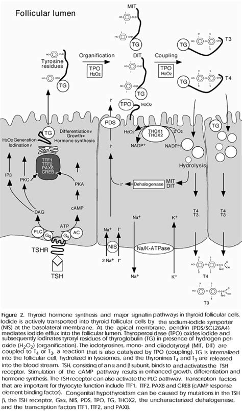 Thyrotropin receptor - Alchetron, The Free Social Encyclopedia