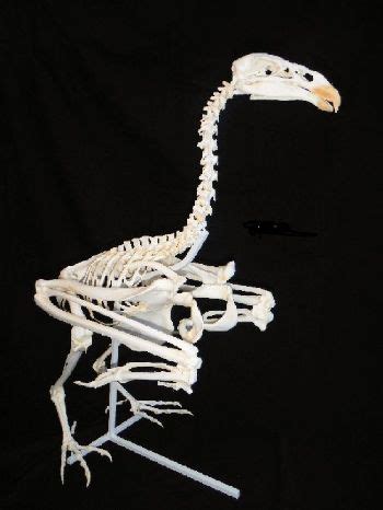 California Condor Skeleton Mounted - SkeletonsAndSkulls