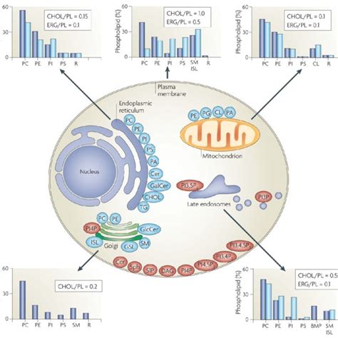 Lipid synthesis and steady-state composition of cell membranes: The... | Download Scientific Diagram