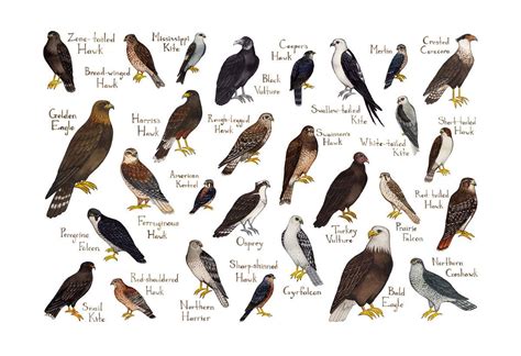 Raptors of North America Field Guide Art Print | Bird poster, Raptors ...