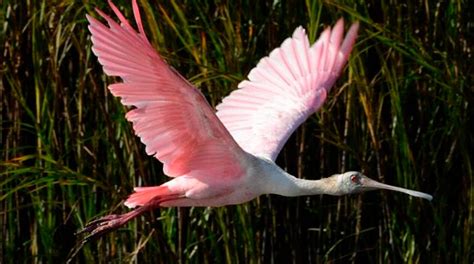 The Roseate Spoonbill – A Beautiful Oddity - Amelia River Cruises