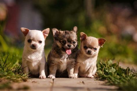 Chihuahua Dog Breed Complete Guide | AZ Animals