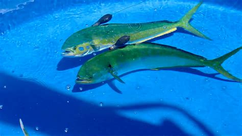 Study uncovers spawning preferences of Mahi-mahi