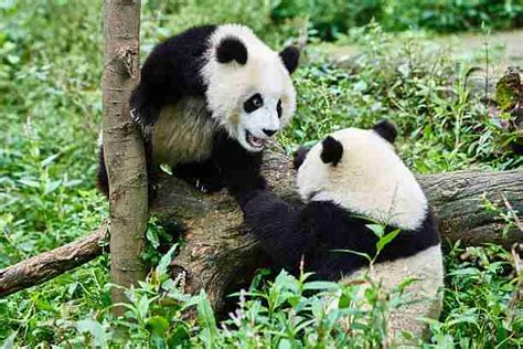 The Giant Panda’s Breeding (7 Things You Should Know)