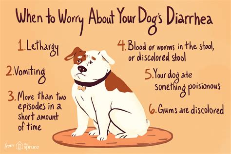 Should I Exercise My Dog When He Has Diarrhea – Online degrees