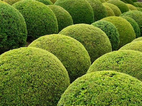 14 Small Evergreen Shrubs - Bushes for a Tiny Garden