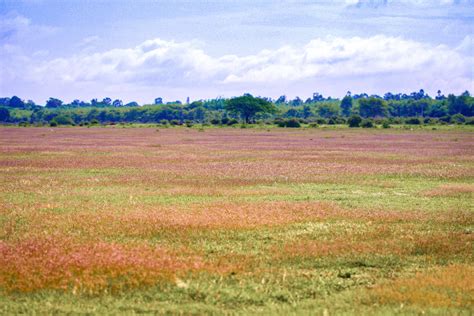 Hesaraghatta Lake and the Savannah of Silicon City | RoundGlass | Sustain