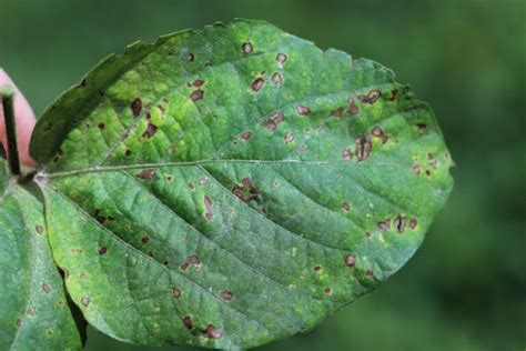 Common Begonia Problems (Diseases and Pests) - The Practical Planter