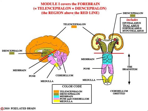 telencephalon, diencephalon, brainstem and spinal cord | Brain drawing, Brain anatomy, Anatomy