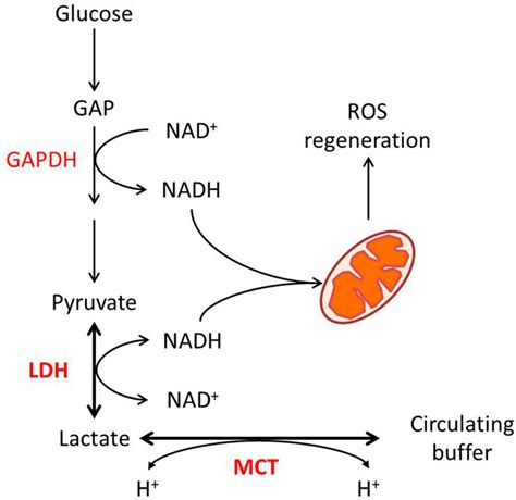 Frontiers | Mutual regulation of lactate dehydrogenase and redox robustness