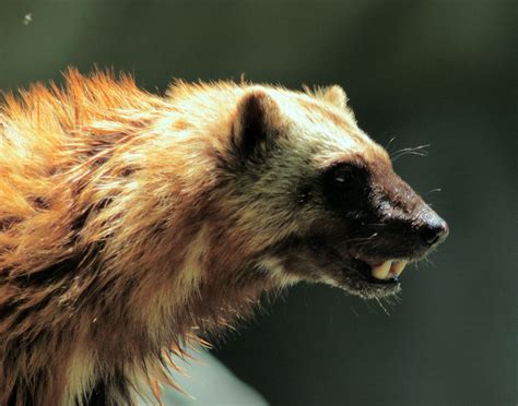 Wolverine Teeth | Wolverine animal, Rare animals, Fierce animals