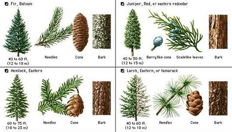 Types Of Evergreen Trees Types Of Pine Trees Tree Ide - vrogue.co
