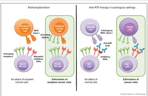 Figure 3 from NK cell MHC class I specific receptors (KIR): from ...