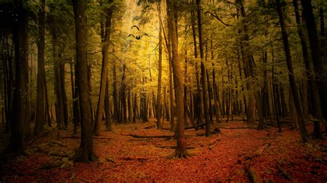 Forest Fall Wallpapers - Wallpaper Cave